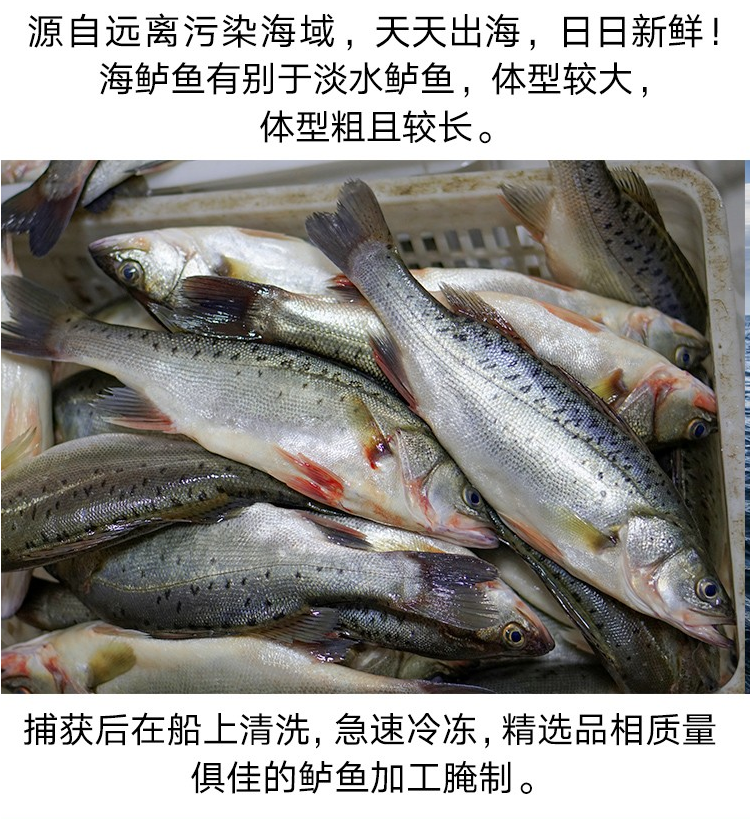 七星鲈鱼海鲈鱼鲈鱼开背鲈鱼新鲜加工海水鲈鱼蜜鲜湾三条装400克500克