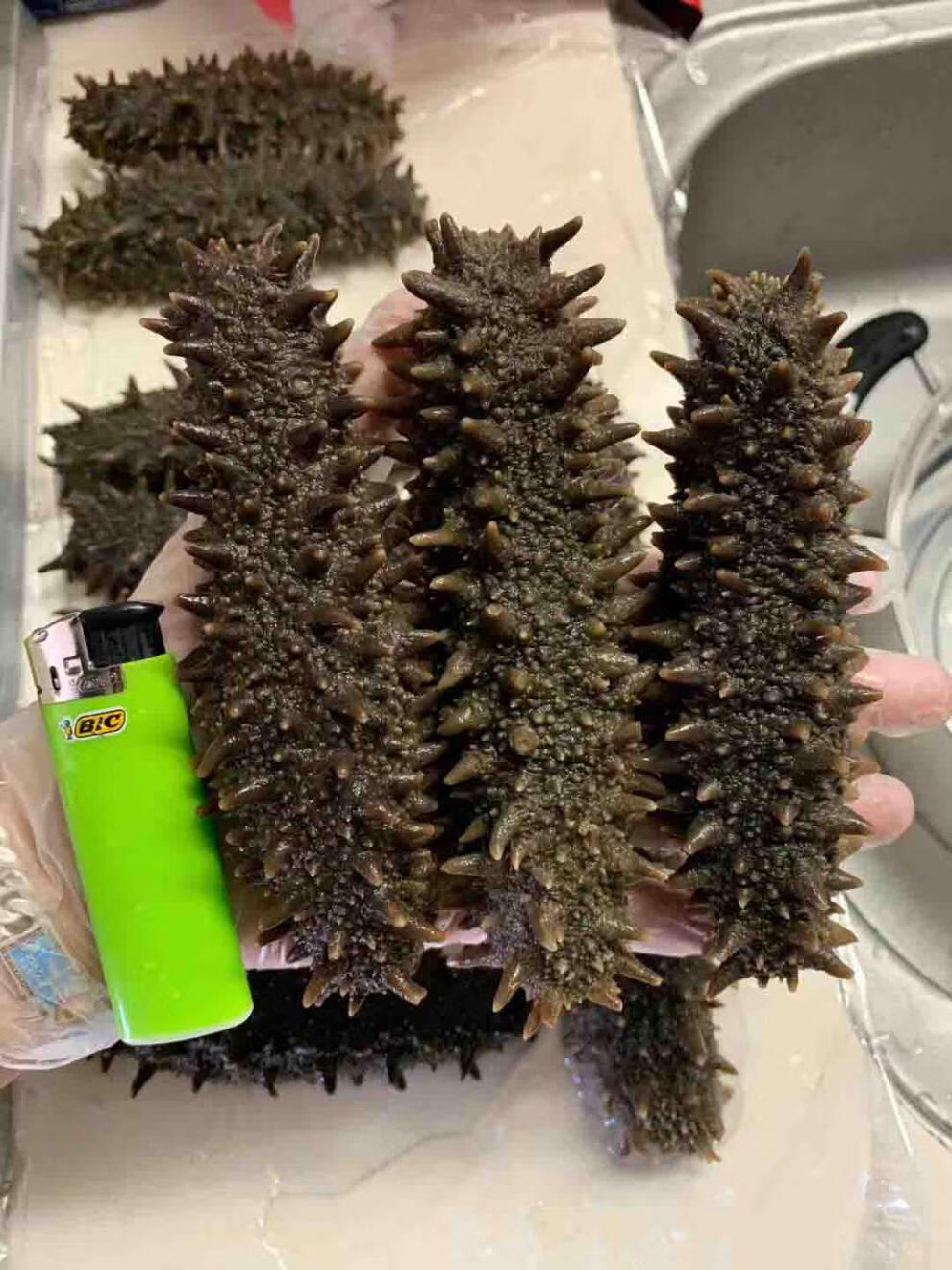 关东参北海道海参六排刺纯淡干关东海参北海道红参干货弭黎500g优选