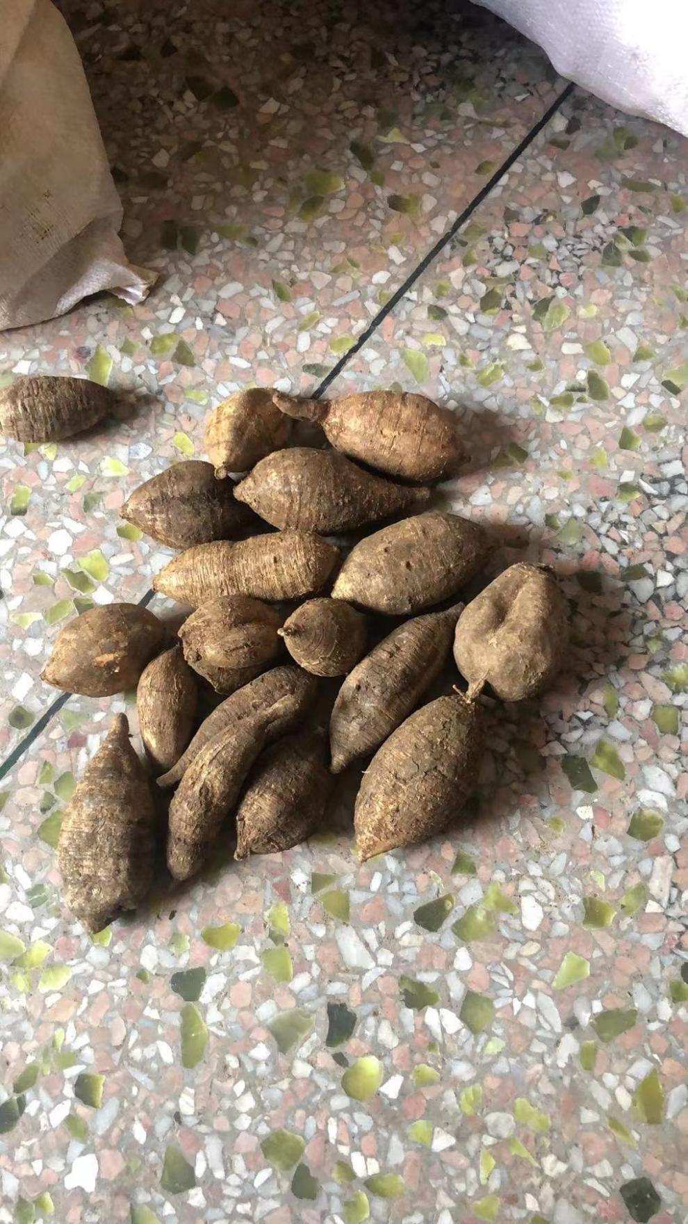 康中尊 牛大力野外生新鲜现挖泡酒中药原材男性强肾牛大力薯天然广东