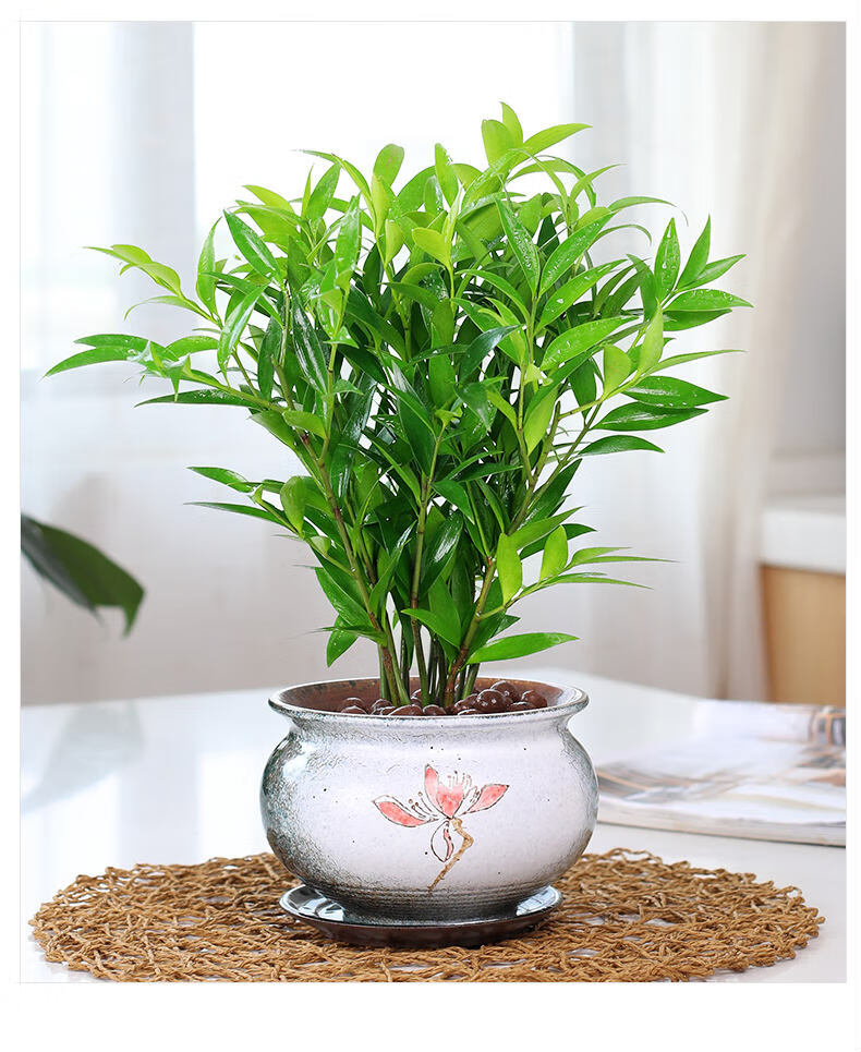 芊阙竹柏盆栽植物大树苗室内花卉绿植水培小盆景z6大竹柏淡雅粉青广口