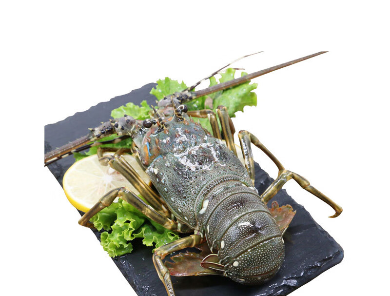 小青龙鲜活新鲜活冻速冻青龙仔小澳龙澳洲龙虾波龙大澳龙海鲜水产250g