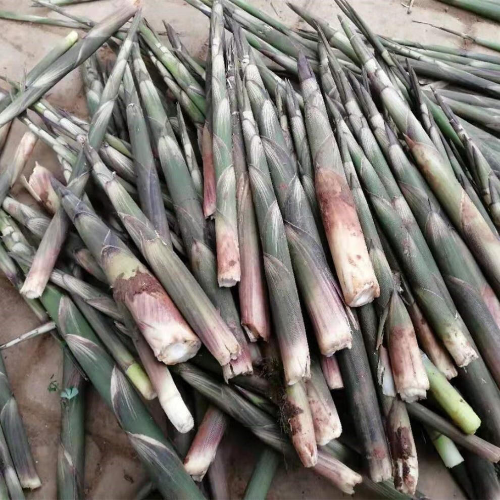 新鲜小竹笋江西野生小甜笋带壳现挖现发现拔小春笋时令蔬菜新鲜小竹笋