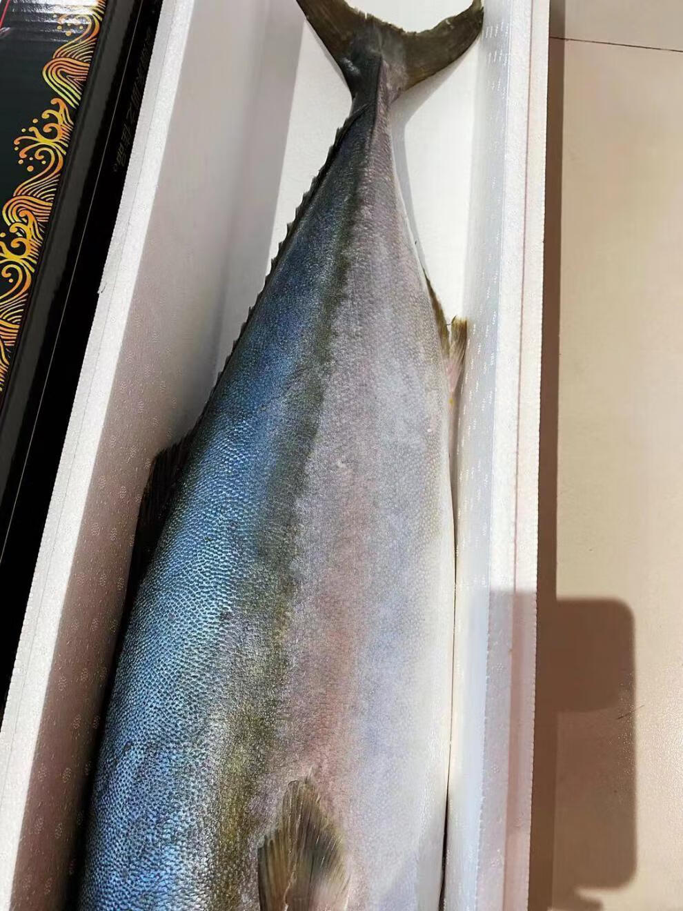 深海海鱼特大鲅鱼黄金鲅新鲜整条青甘鱼非马鲛鱼燕尾鲅1012斤新鲜整条