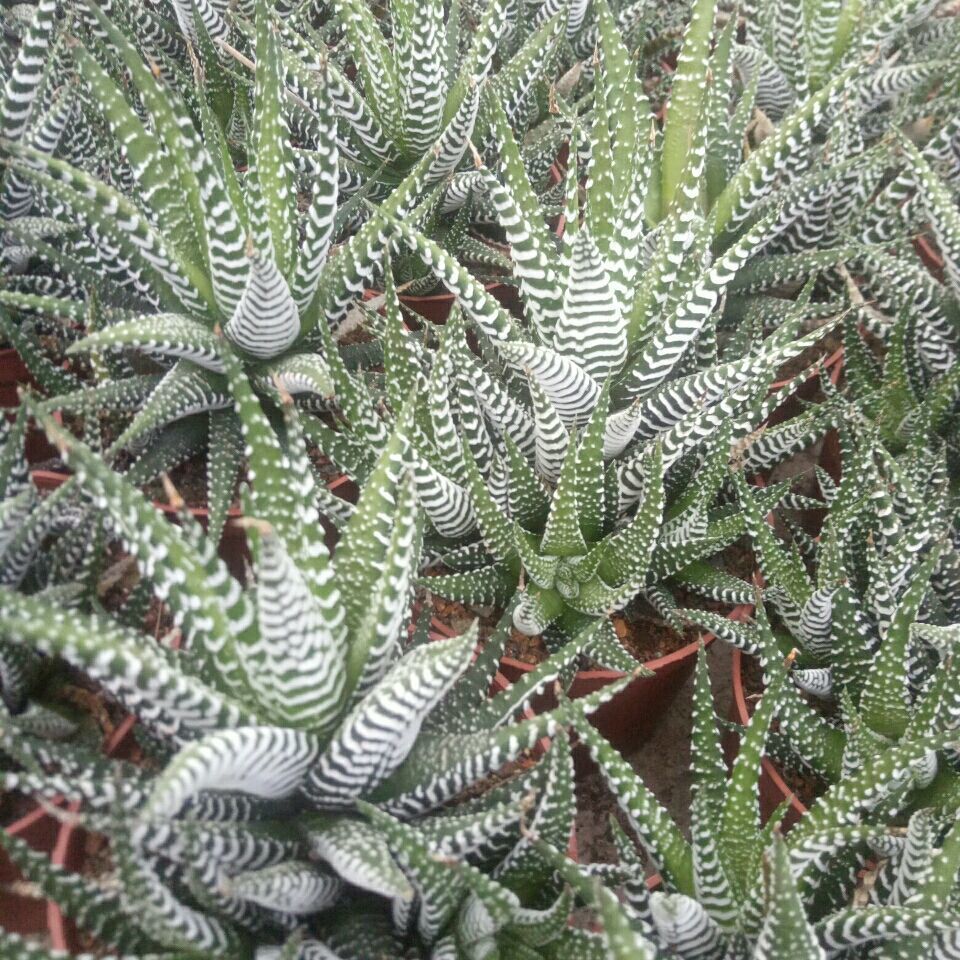 多肉植物条纹十二卷芦荟鹰爪多肉组合肉肉办公室桌面小盆栽囧仙子鹰爪