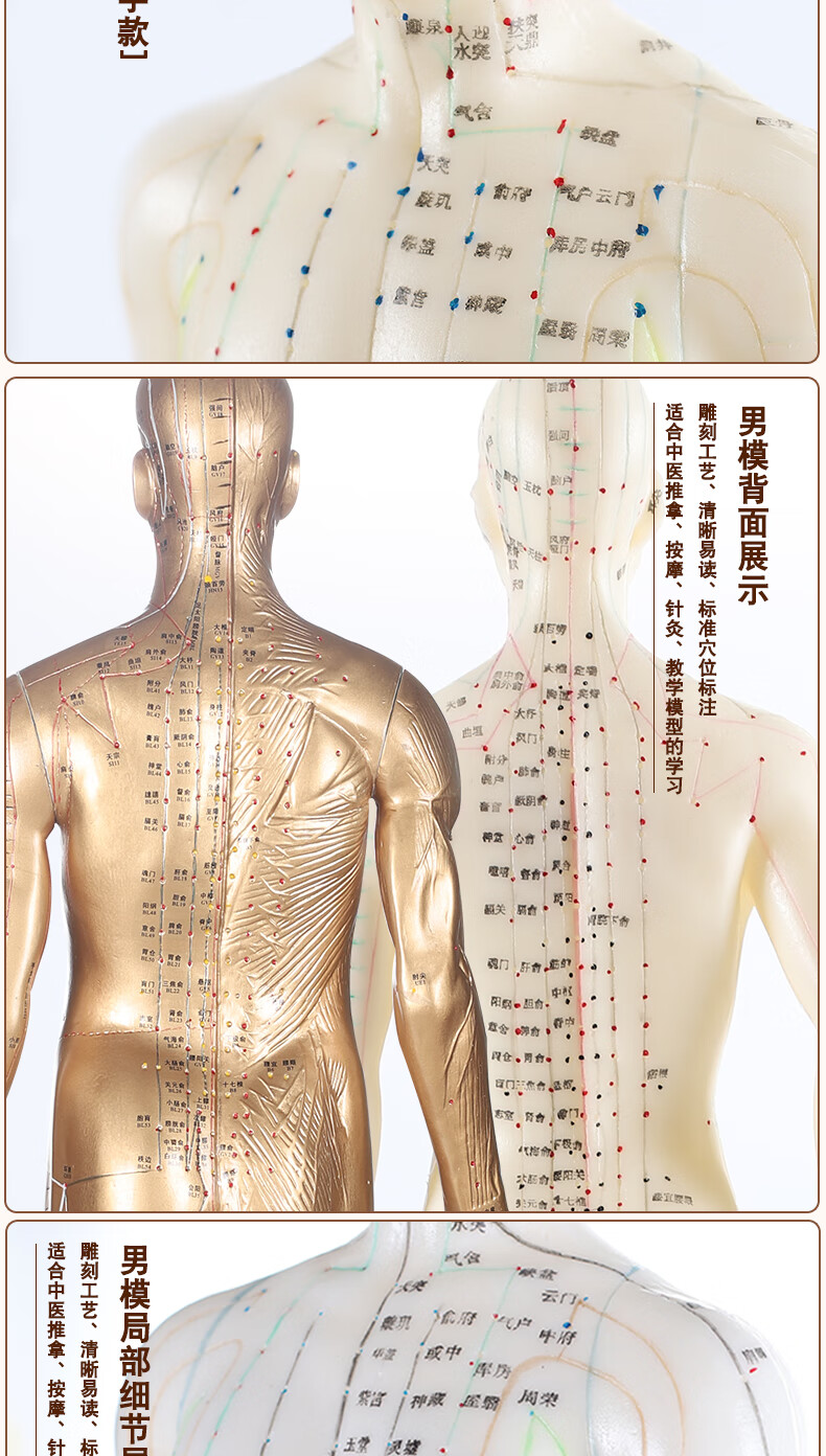 人体针灸模型十二经络 穴位中医全身铜人模特图 可扎针练习小皮人 26
