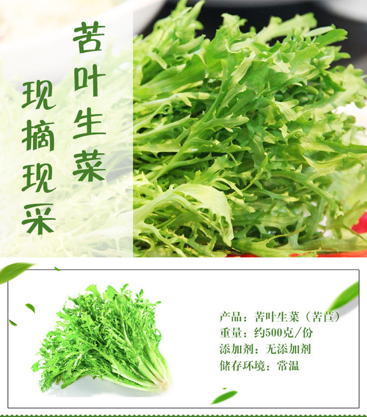 一番滋园 新鲜蔬菜 苦菊 苦叶苦叶生菜苦苣沙拉菜狗芽菜500g