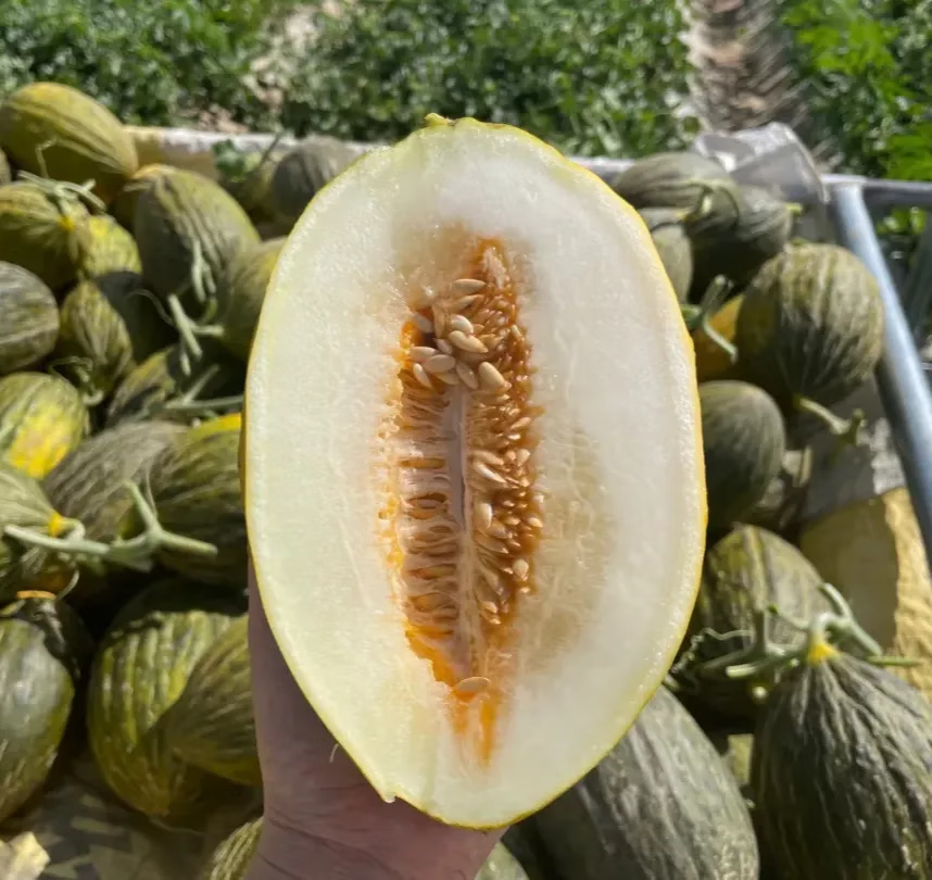 斗牛瓜甘肃斗牛小瓜黑金蜜当季水果新鲜大漠冰激凌口感密瓜整箱 1颗装