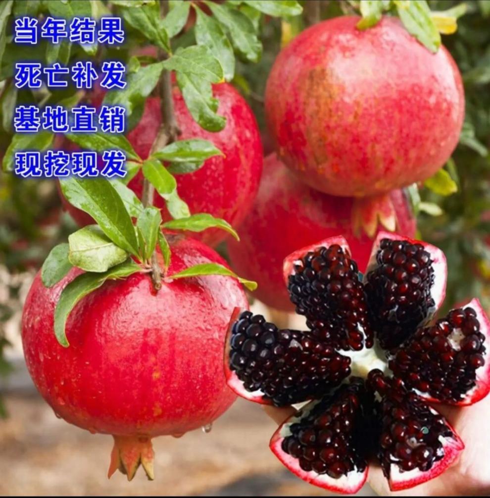 新品种【黑美人】 一年小苗【拍一发五】【图片 价格 品牌 报价】