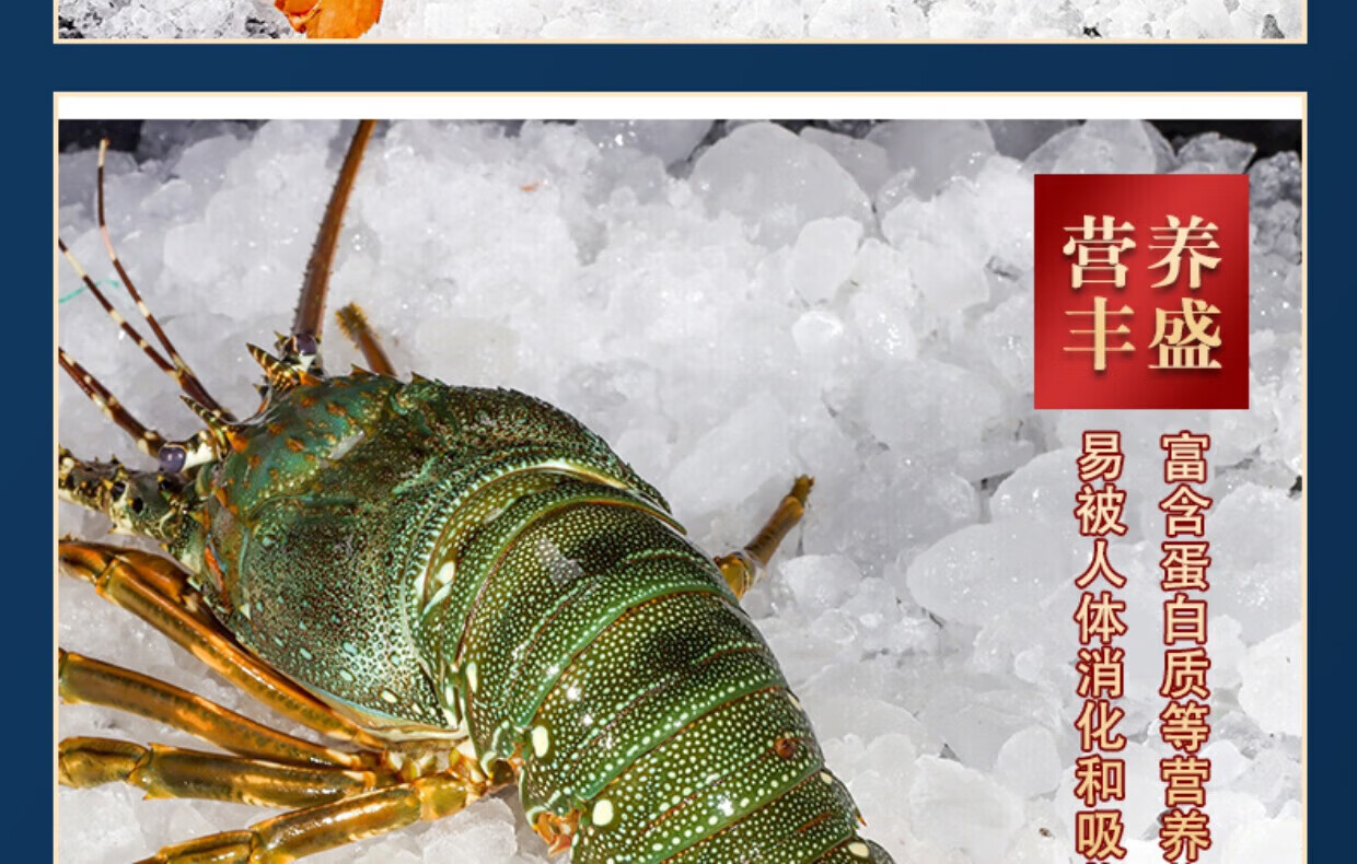 鲜琛觅 青龙虾海鲜水产冷冻小龙虾深海海捕龙虾海捕