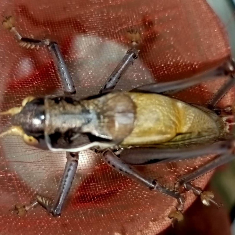 京选推荐天津蚡房新脱铁蝈蝈绿蝈蝈活宠物野生绿蝈蝈大号铁皮蝈蝈买二