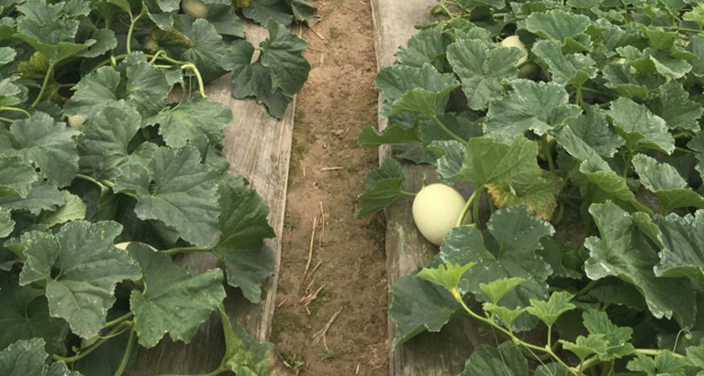 素界南汇玉菇甜瓜绿肉瓜香瓜玉茹蜜瓜新鲜水果 4-6个 5000g【图片