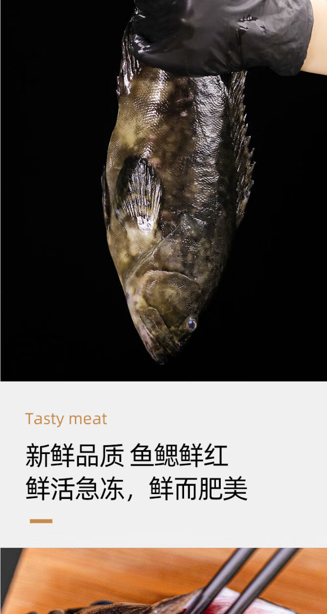 安峰山深海石斑鱼鲜活石斑鱼石斑鱼冷冻珍珠斑鱼龙胆老虎斑 2斤共2条