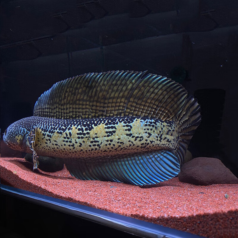 麦基乐雷龙鱼 黄金雷龙鱼 大型雷龙鱼 观赏鱼凶猛