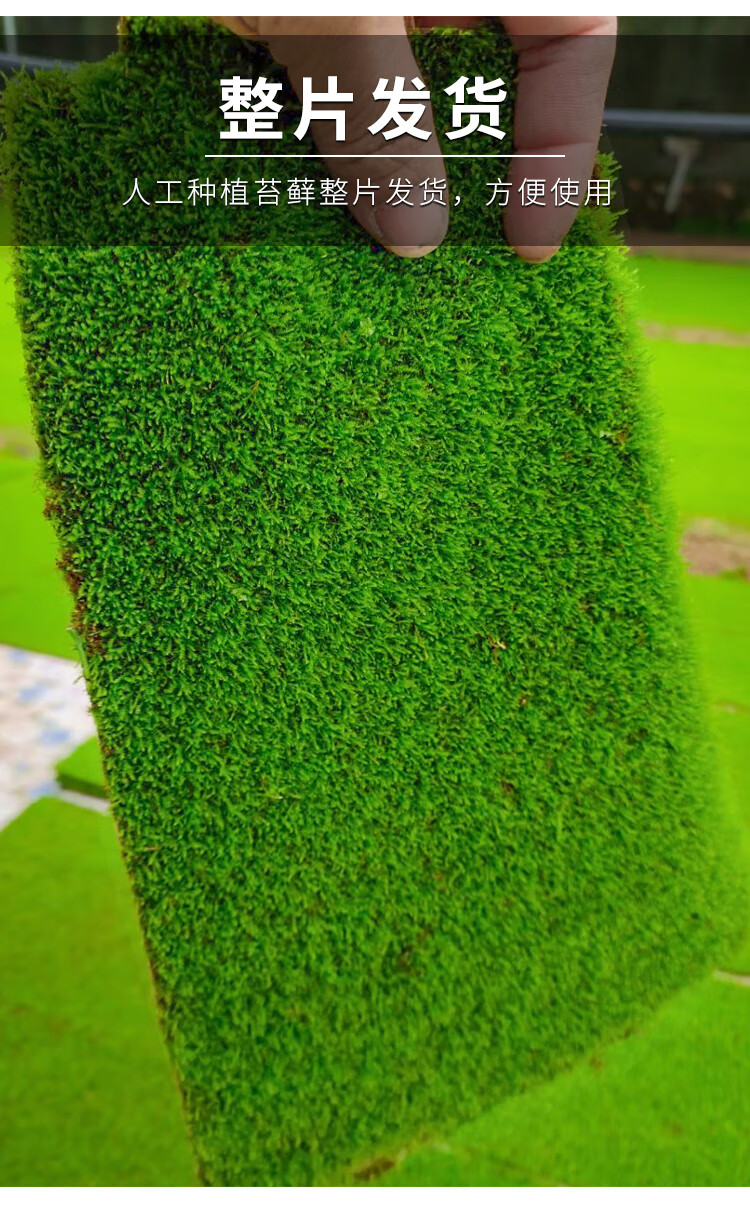 苔藓植物微景观人工短绒鲜活青苔新鲜室内假山造景兰花盆景装饰 注意