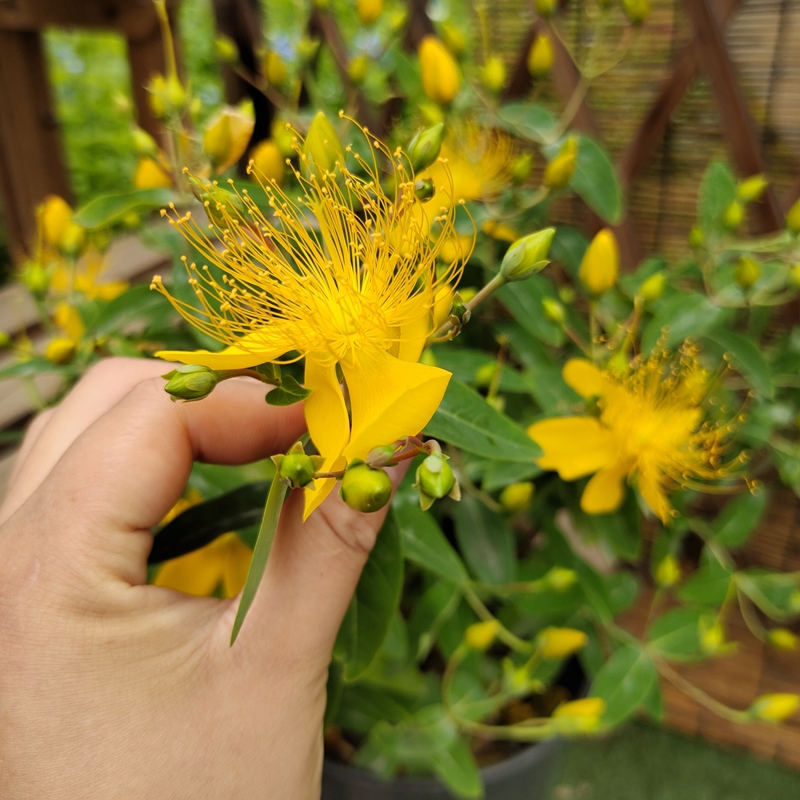 金丝桃盆栽五心花多年生宿根灌木金丝海棠梅花苗花期长耐热四季 金丝
