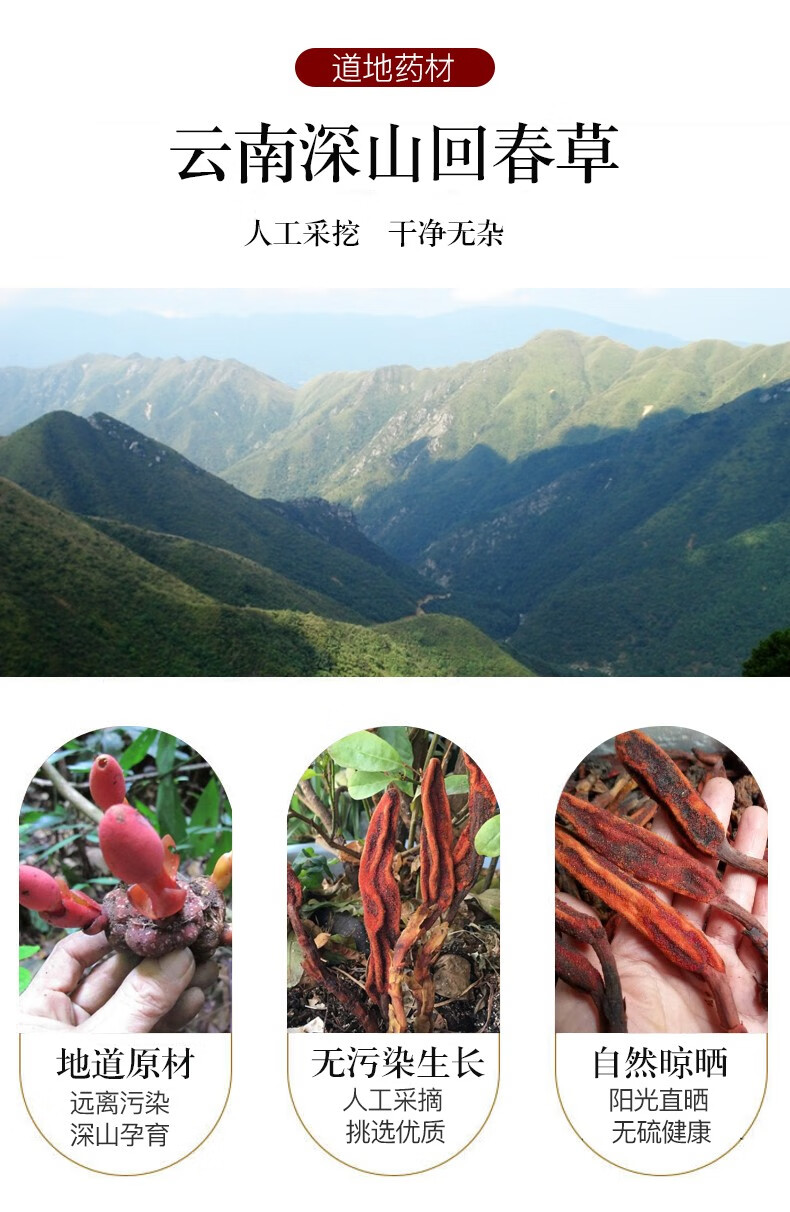 云南顶天柱不老草可搭配肉苁蓉锁阳枸杞淫羊藿男性五宝茶滋补泡酒料