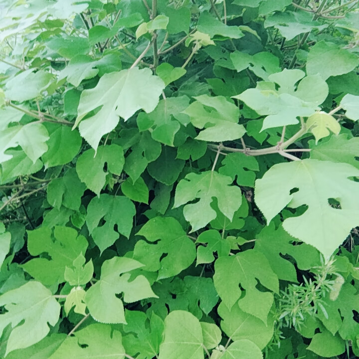 野生新鲜楮桃叶干品褚楮树叶褚桃叶构树叶中材500g/份2斤【图片 价格