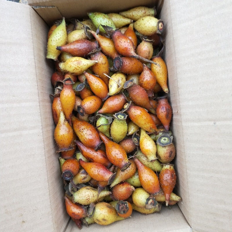 红金樱子泡酒斤装 5斤干的