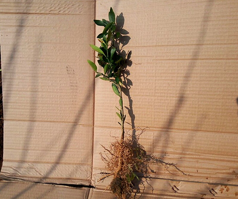 浙江金豆小苗金豆盆景苗常青桌面观果苗品种苗金豆小品盆景 45cm高度