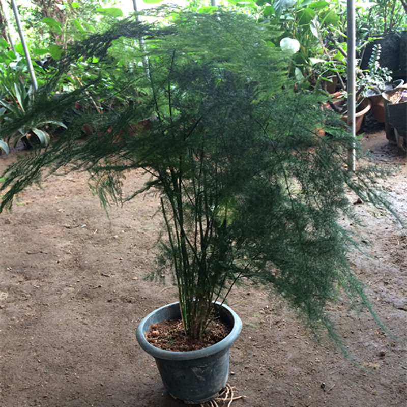 文竹盆栽花卉盆栽大文竹苗室内小绿植盆景办公室桌面tt 大文竹 40