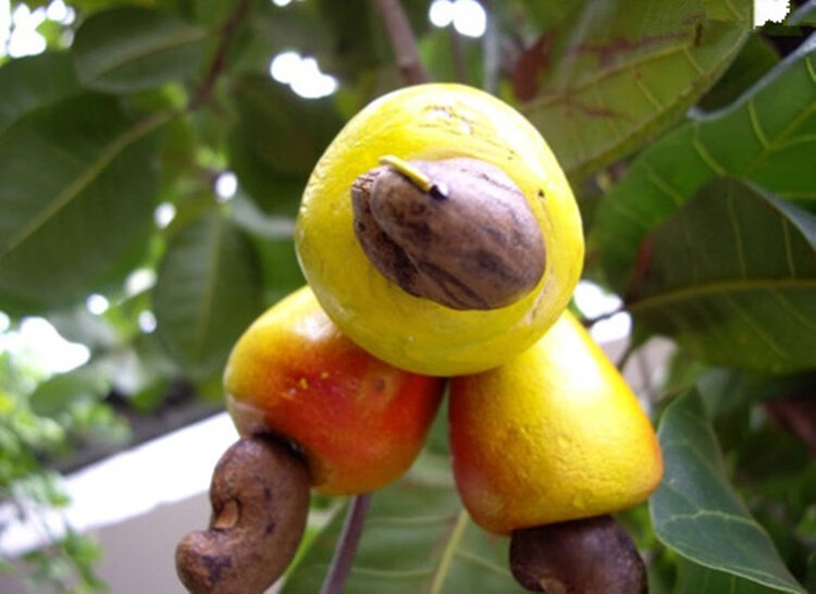 果树苗 腰果树苗 腰果苗 盆栽树苗 当年结果南方北方种植 鸡腰果 2年