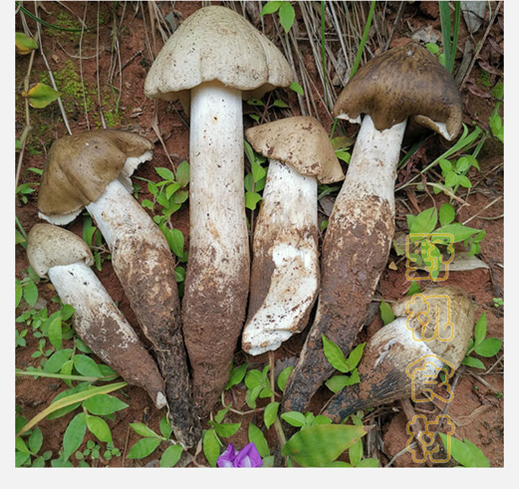 【顺丰速运】新鲜野生鸡枞菌精选四川大鸡枞伞把菇鸡肉菌斗鸡菇 骨朵