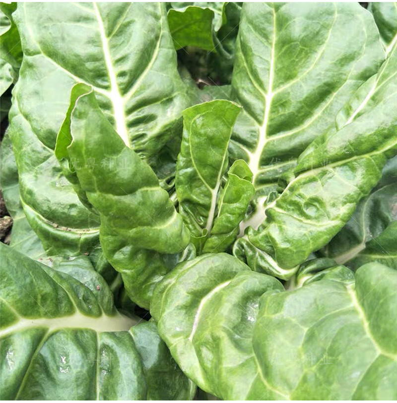 大叶白梗牛皮菜种子饭迟唛厚皮菜种根达菜猪婆菜种籽农家蔬菜种孑白梗