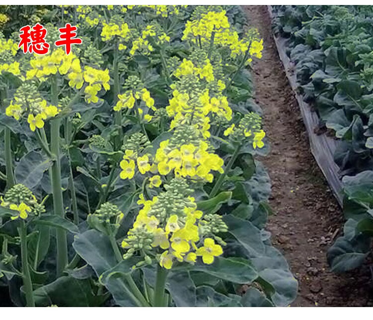 金顶黄花甜脆芥兰20克(3包)【图片 价格 品牌 报价】-京东