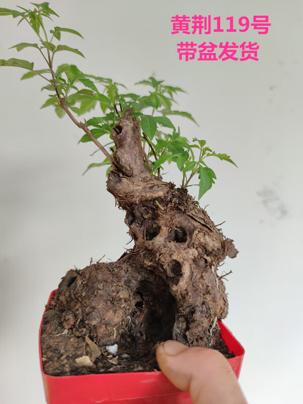 黄荆小型迷你盆景老桩舍利荆条树桩映山红红花熟桩带盆栽好 黄荆227号
