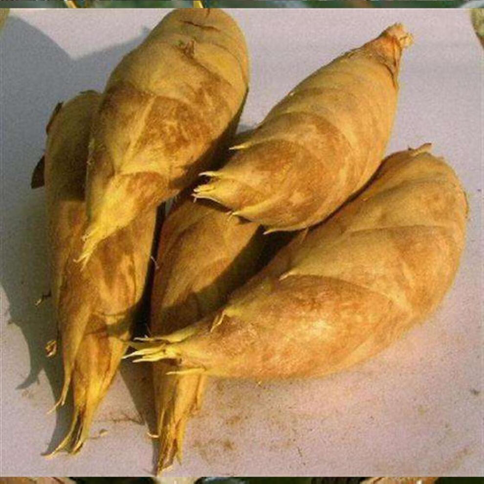 冬笋思茅甜笋云南特产新鲜竹笋嫩笋食用农产品当季蔬菜生吃500g2500g