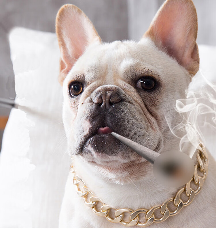 法斗狗狗大金链子斗牛犬潮牌英斗恶霸金属项链项圈小中型霸气饰品