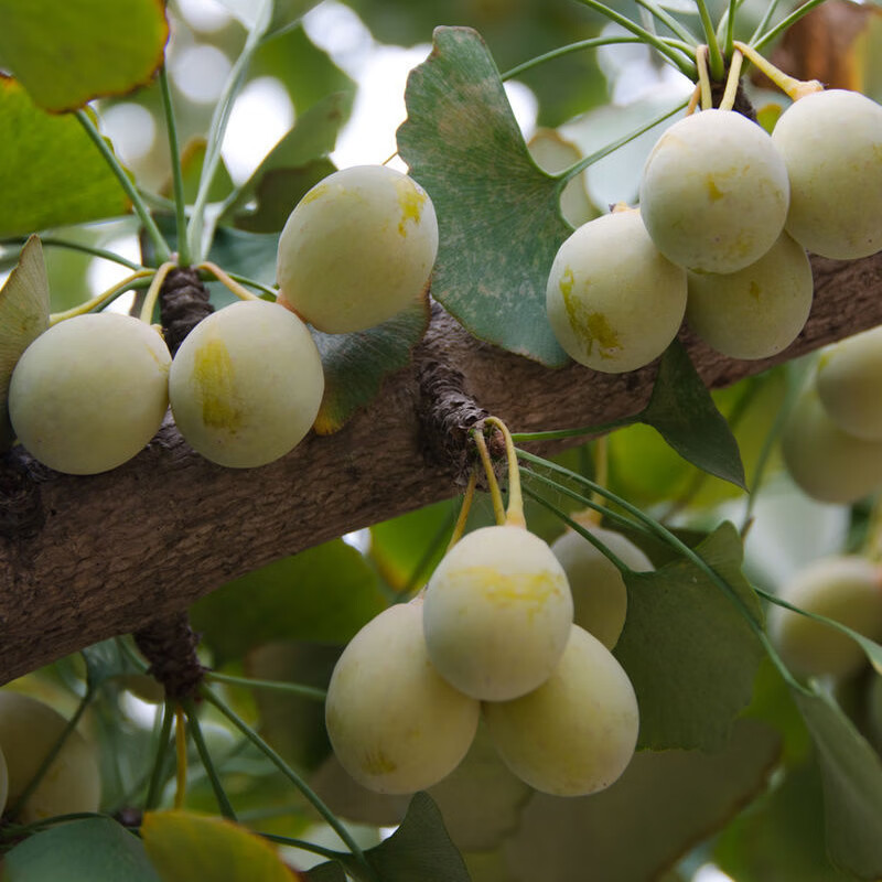 新鲜大颗带壳白果银杏果无漂白泰兴特级干货生百果特产团建送礼生鲜5