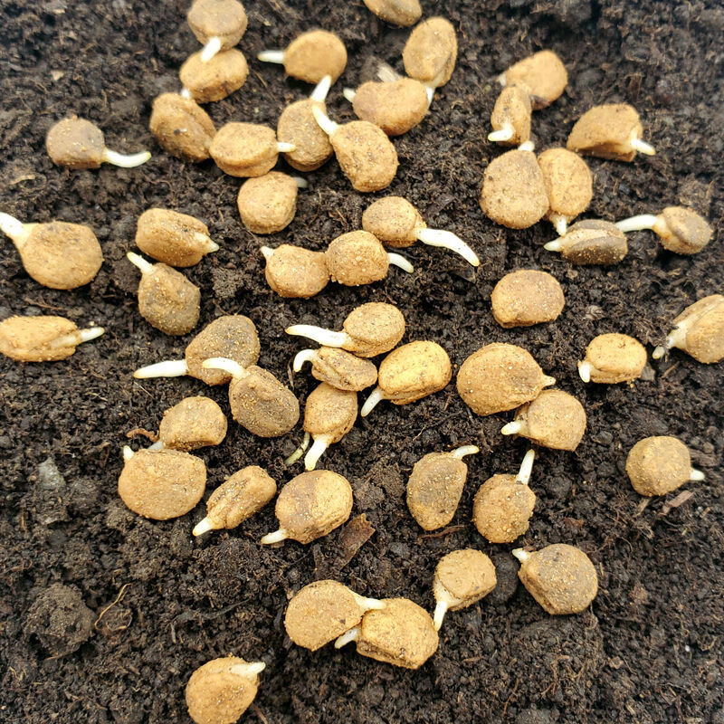 发芽人参种子长白山带土人参苗种植正宗盆栽中药材野山参种苗食用【益