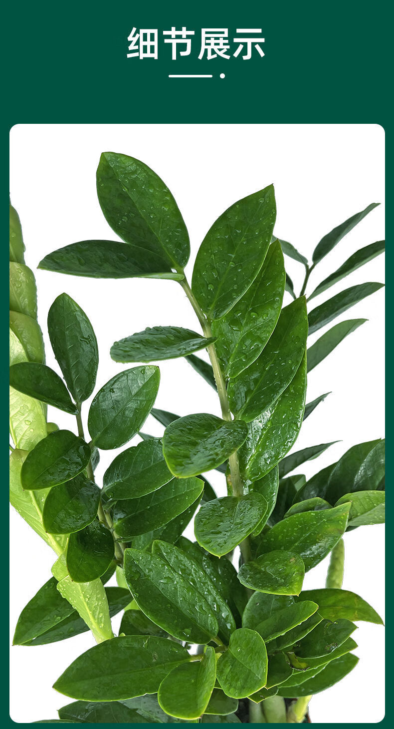 四季好养金钱树盆栽植物室内钱串子客厅绿植花卉四季常青款7085cm棵