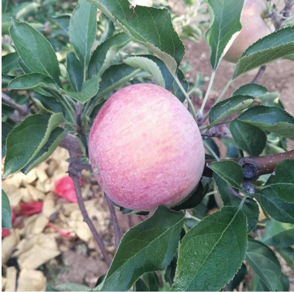 产地直发正宗大连瓦房店小国光苹果东北新鲜水果吃的苹果酸甜小国光