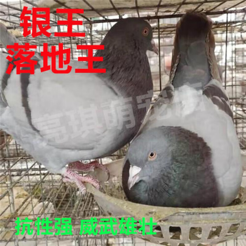 落地王种鸽下蛋鸽子老鸽子肉鸽子家养鸽子包活白羽王幼鸽30天左右一公