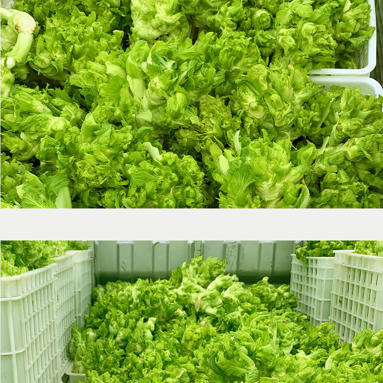 四川特产儿菜新鲜蔬菜10斤嫩儿仔青菜娃菜时令蔬菜1斤泡菜现摘鲜嫩儿