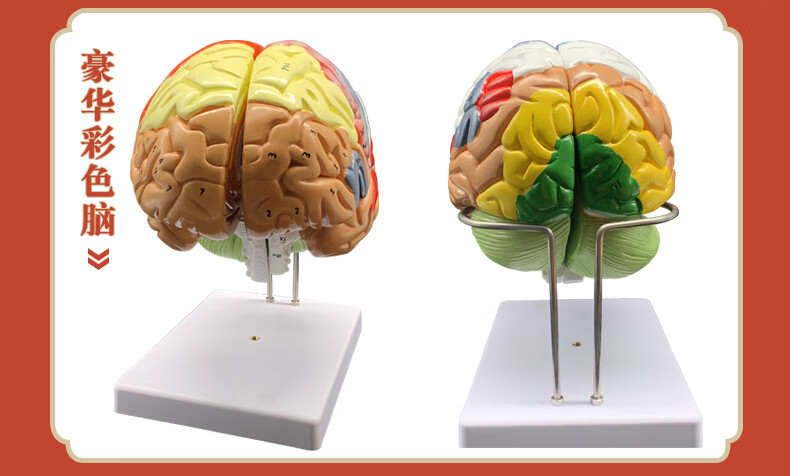 2021新款人体器官解剖模型大脑结构层次模块医院学校教学演示摆件可