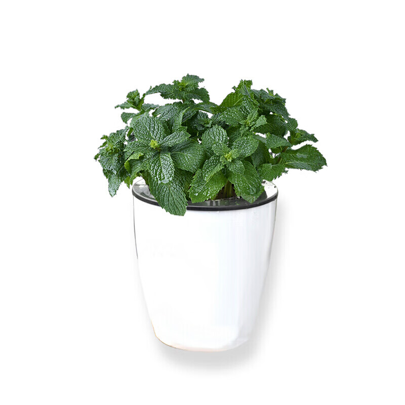 欧芹盆栽 新鲜意大利卷叶欧芹盆栽 迷迭香薄荷百里香香草料盆栽 欧芹