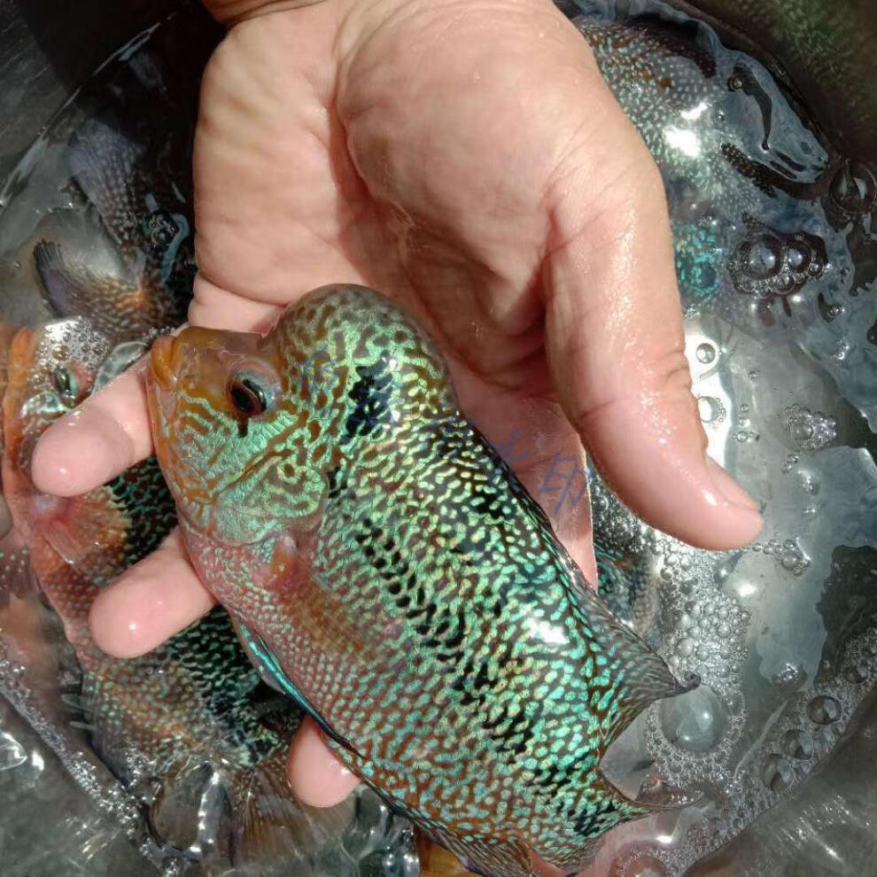 泰国罗汉鱼苗热带观赏鱼活体满银泰金花拉线马骝德萨高起头爆头率 高