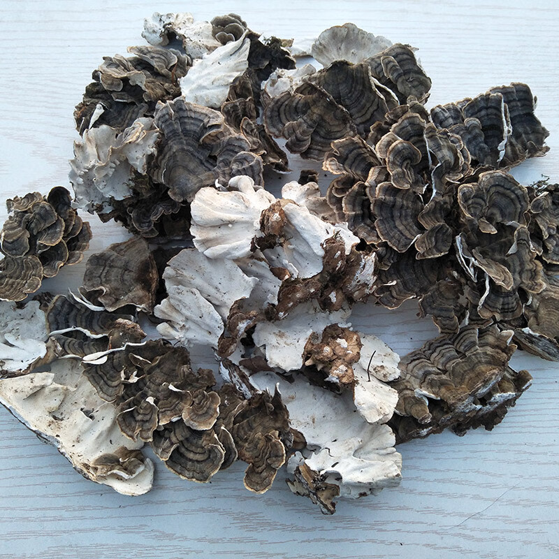 康中尊长白山野生云芝 黄云芝 云芝野生 白底新货 云灵芝 云芝500克