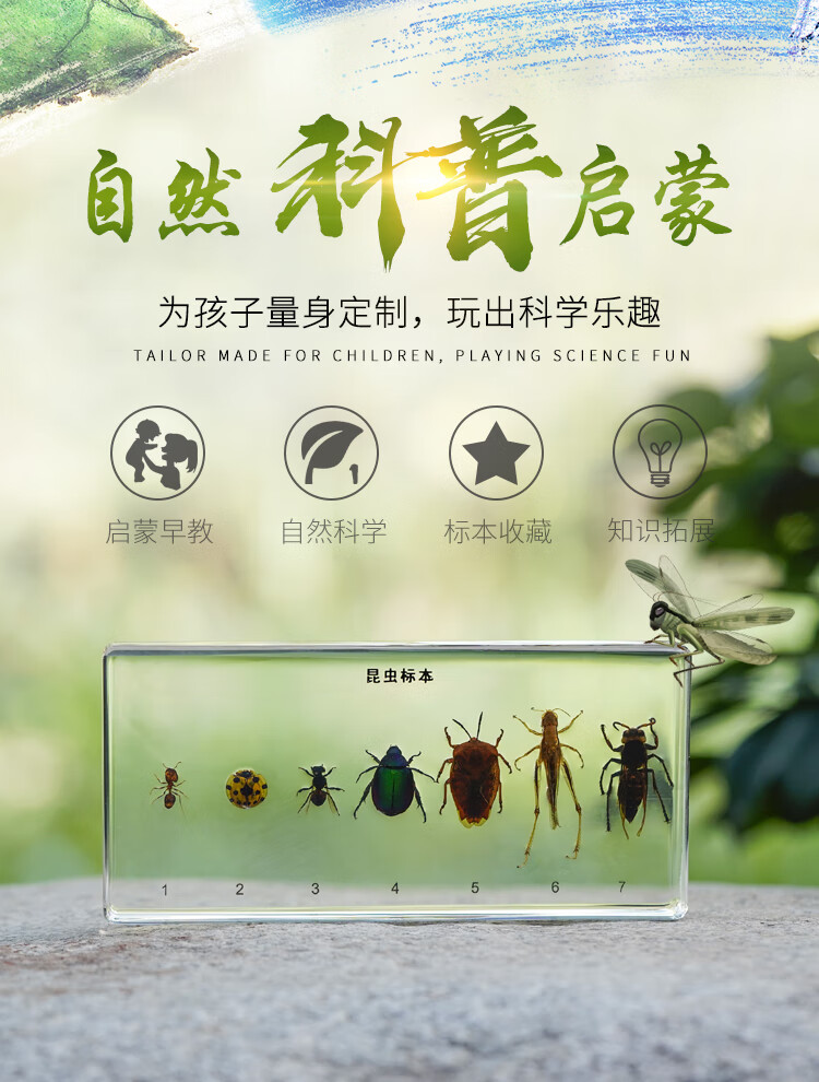 庄梦蝶昆虫标本透明树脂包埋工艺品儿童创意礼品简约桌面摆件桑蚕生活史标本 图片价格品牌报价 京东