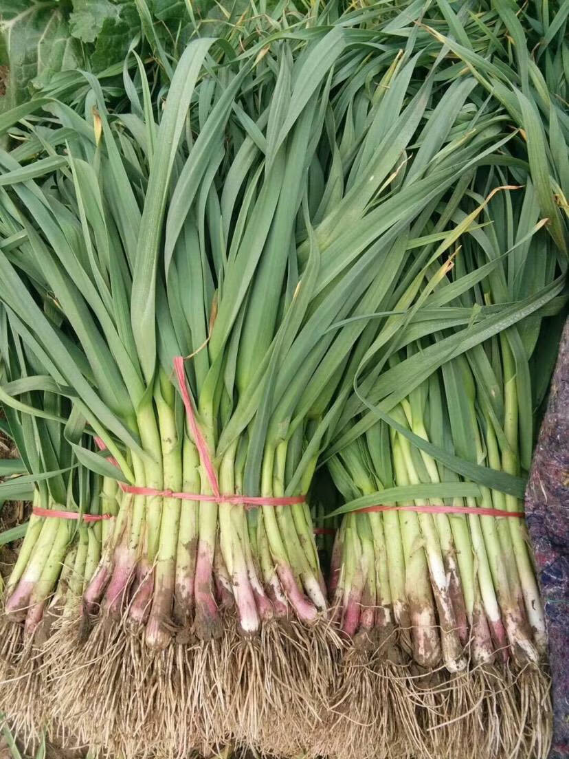 农家自种香蒜苗新鲜蔬菜红头蒜苗红皮蒜苗传统土蒜苗3斤新鲜火锅食材