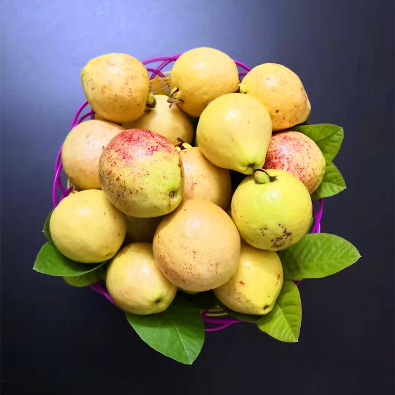 漳州正宗小土芭乐香软红心番石榴胭脂红鸡屎果新鲜水果孕妇