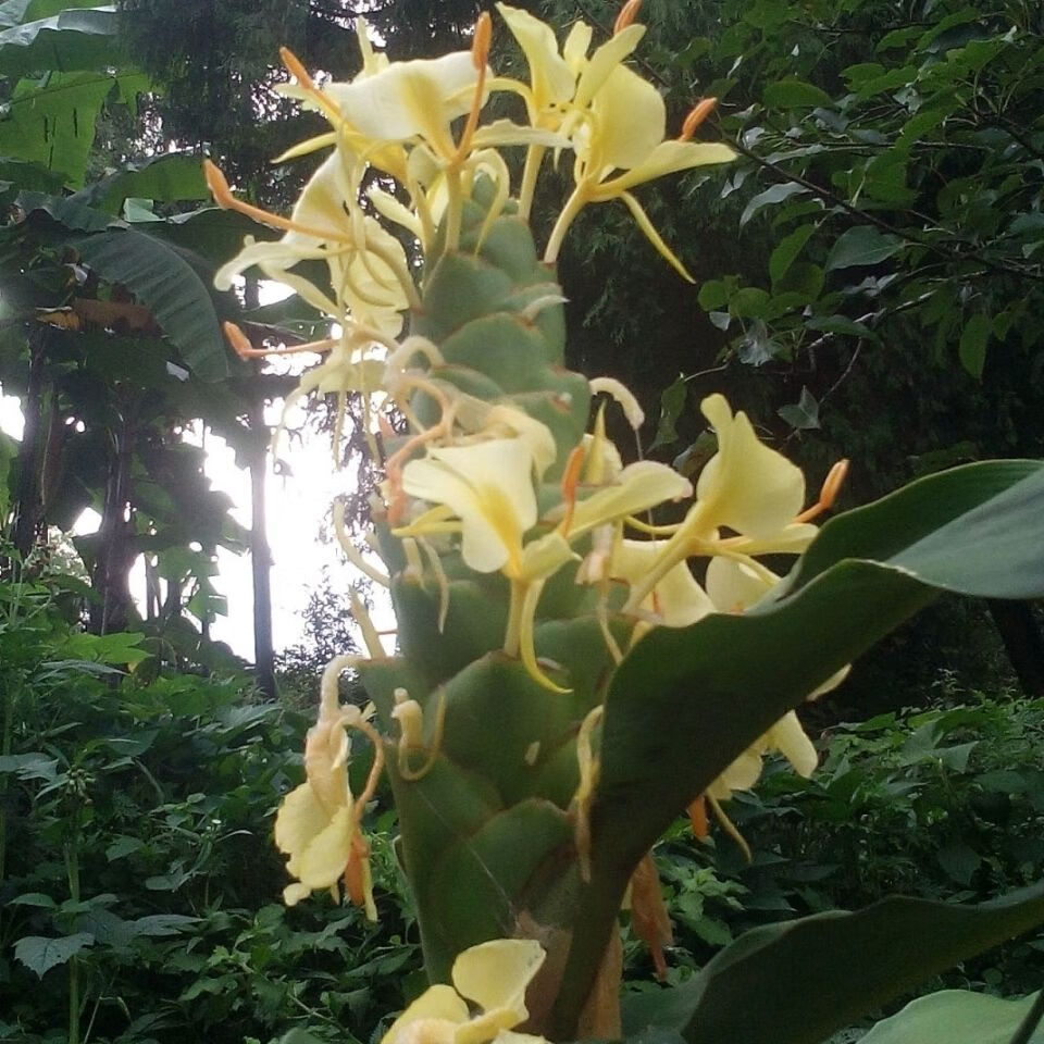 新货贵州草果花干货250克农家自晒草果花皮香料调料卤味炖肉50g