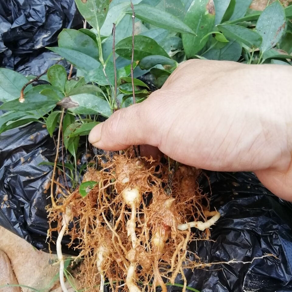 谏仰土茯苓种苗 带土土茯苓苗 盆栽地栽红 土苓硬饭头 土茯苓杯苗10棵