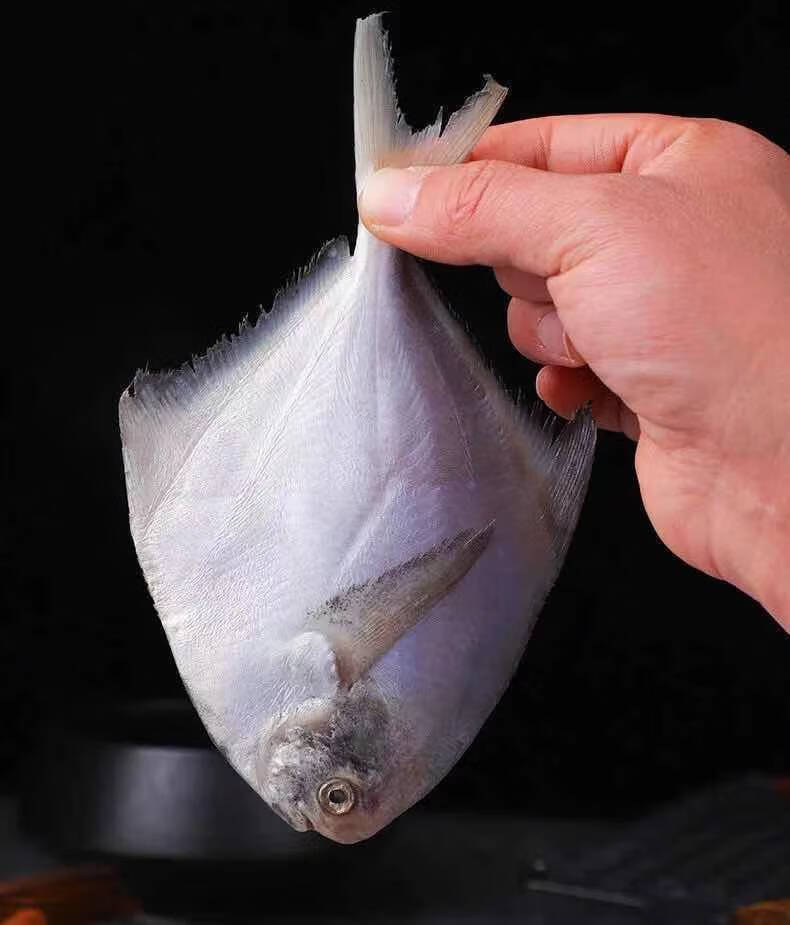 新鲜深海银鲳鱼大号海捕扁鲳鱼冷冻鲜活水产海昌鱼 6斤银鲳纯【每斤6