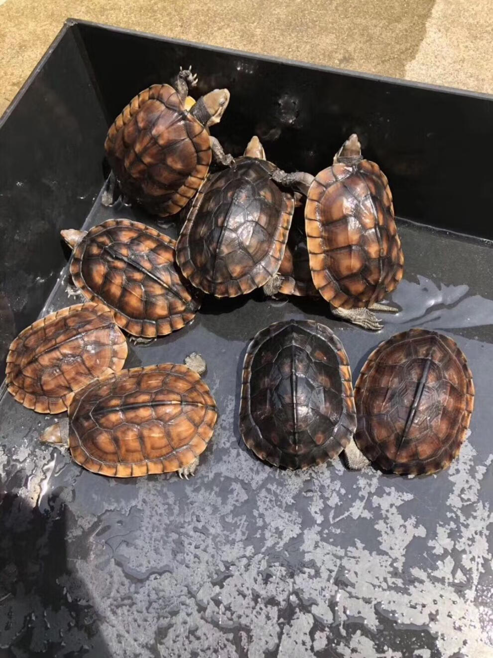 金钱龟活龟正宗纯种石金钱龟南种石龟活体宠物观赏水龟饲料龟粮君吻