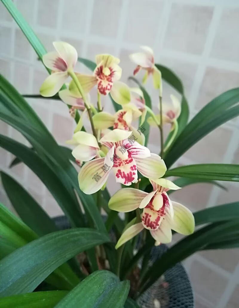 情人节礼物女友现带花建兰君荷兰花苗浓香四季兰名贵室内桌面绿植盆栽