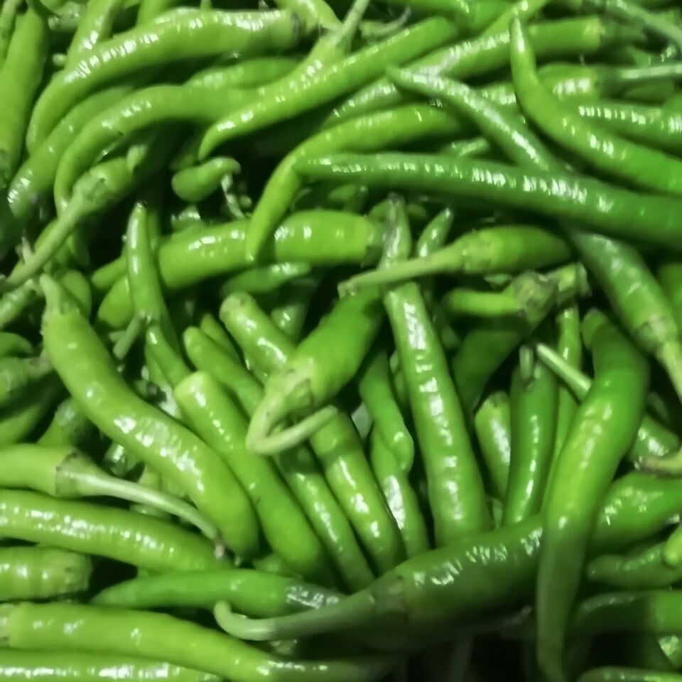 新鲜杭椒软皮真杭椒农家自种微辣中辣好吃不贵新鲜到家34软皮杭椒不辣